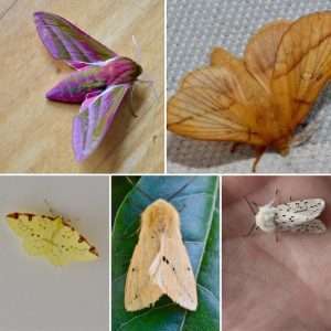 Blacker Yarns How to Protect Your Wool Garments Against Moths Moths